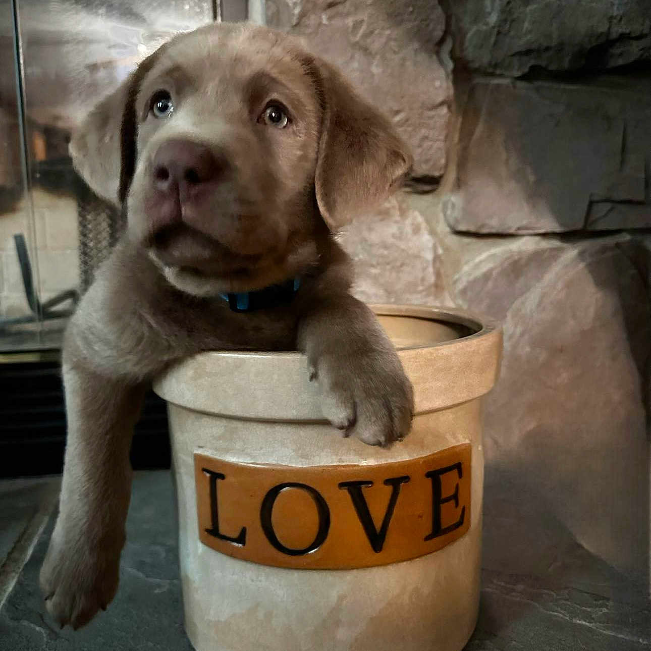 Journey joined the competition — help win amazing prizes! canidae, carnivore, companion_dog, dog, dog_breed, fawn, gas, gun_dog, liver, pet_supply, snout, sporting_group, terrestrial_animal, waste_containment, whiskers, working_animal