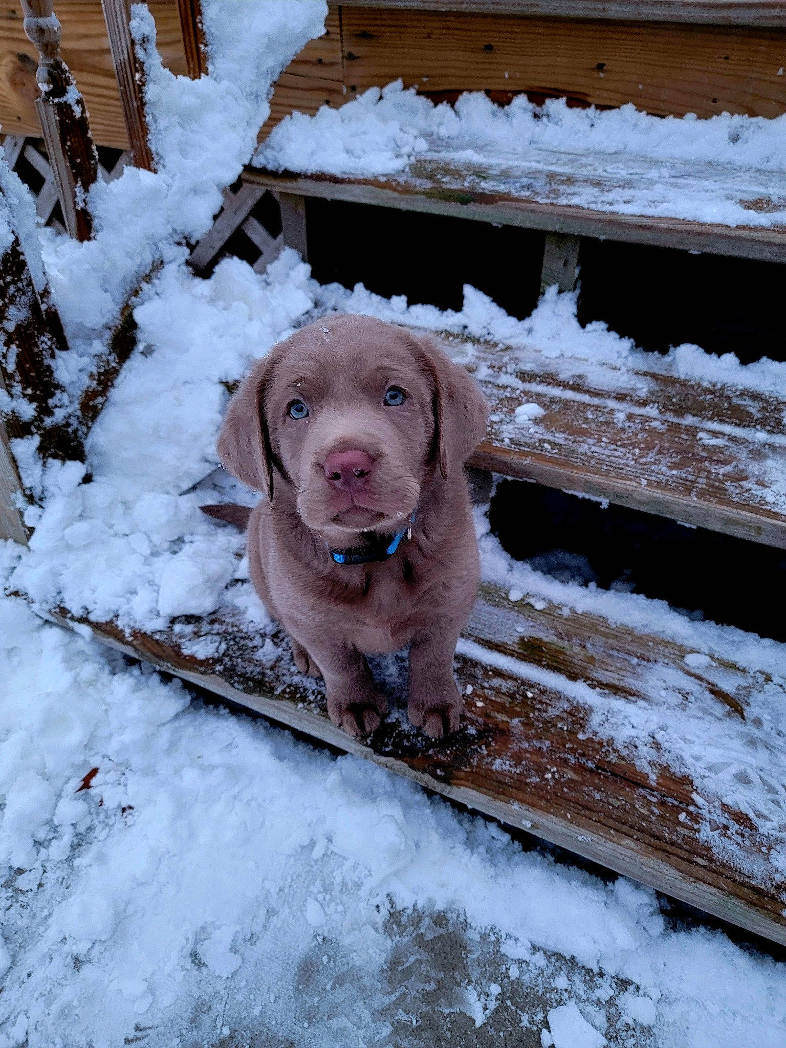 Journey joined the competition — help win amazing prizes! canidae, carnivore, collar, companion_dog, dog, dog_breed, dog_collar, fawn, freezing, fur, gun_dog, liver, pet_supply, precipitation, snout, snow, sporting_group, winter, wood, working_animal