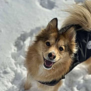 Kip is registered to the contest to win money with this photo: dog, snow, canine, outdoor, pet, fur, smiling, winter, animal, playful, happy, coat, tail, ears, walking, nature, cold, daylight, portrait, friendly