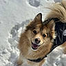 dog, snow, canine, outdoor, pet, fur, smiling, winter, animal, playful, happy, coat, tail, ears, walking, nature, cold, daylight, portrait, friendly
