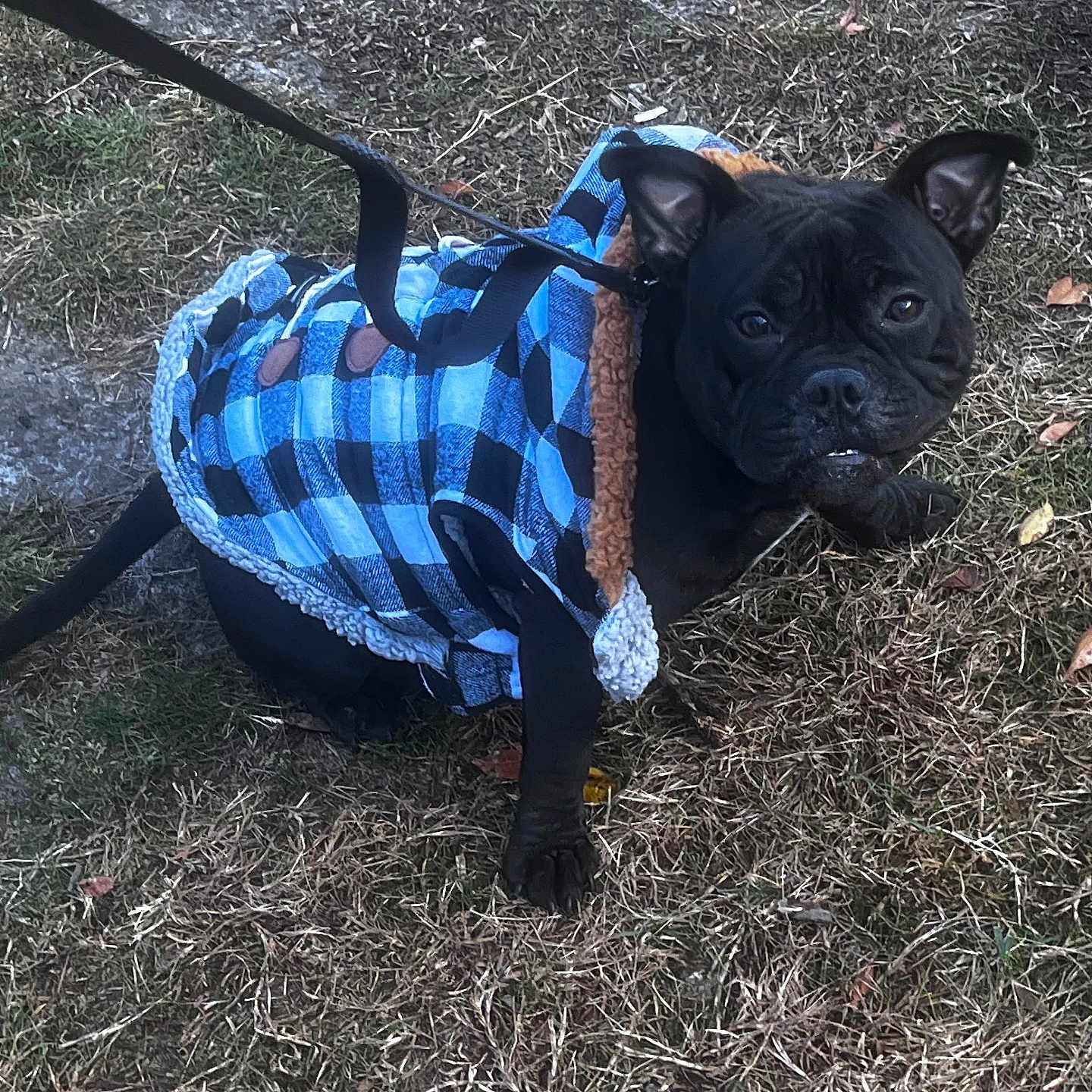 Shyla