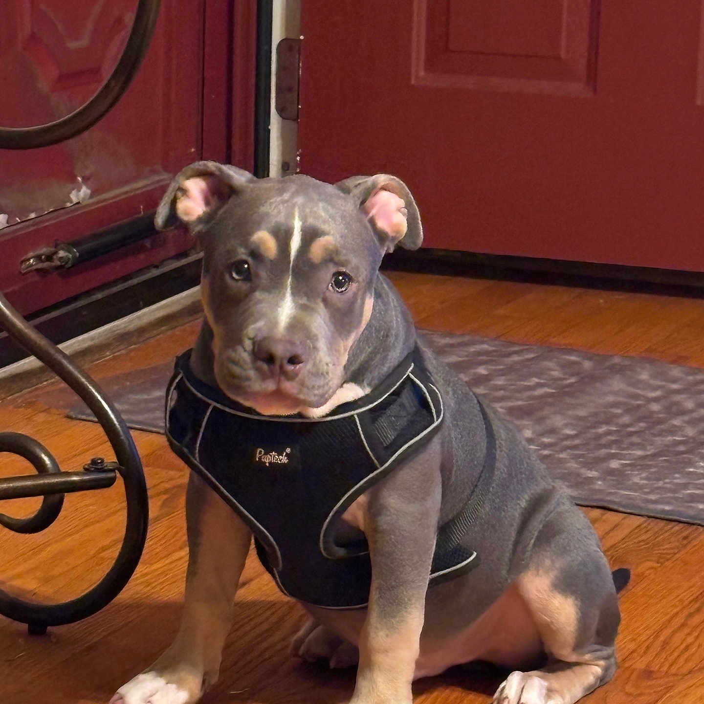 Oreo is registered to the contest to win money with this photo: animal, black, brown, canine, companion, cute, dog, door, floor, furniture, harness, indoor, looking, mat, pet, puppy, sitting, white_paws, wooden_floor, young_dog