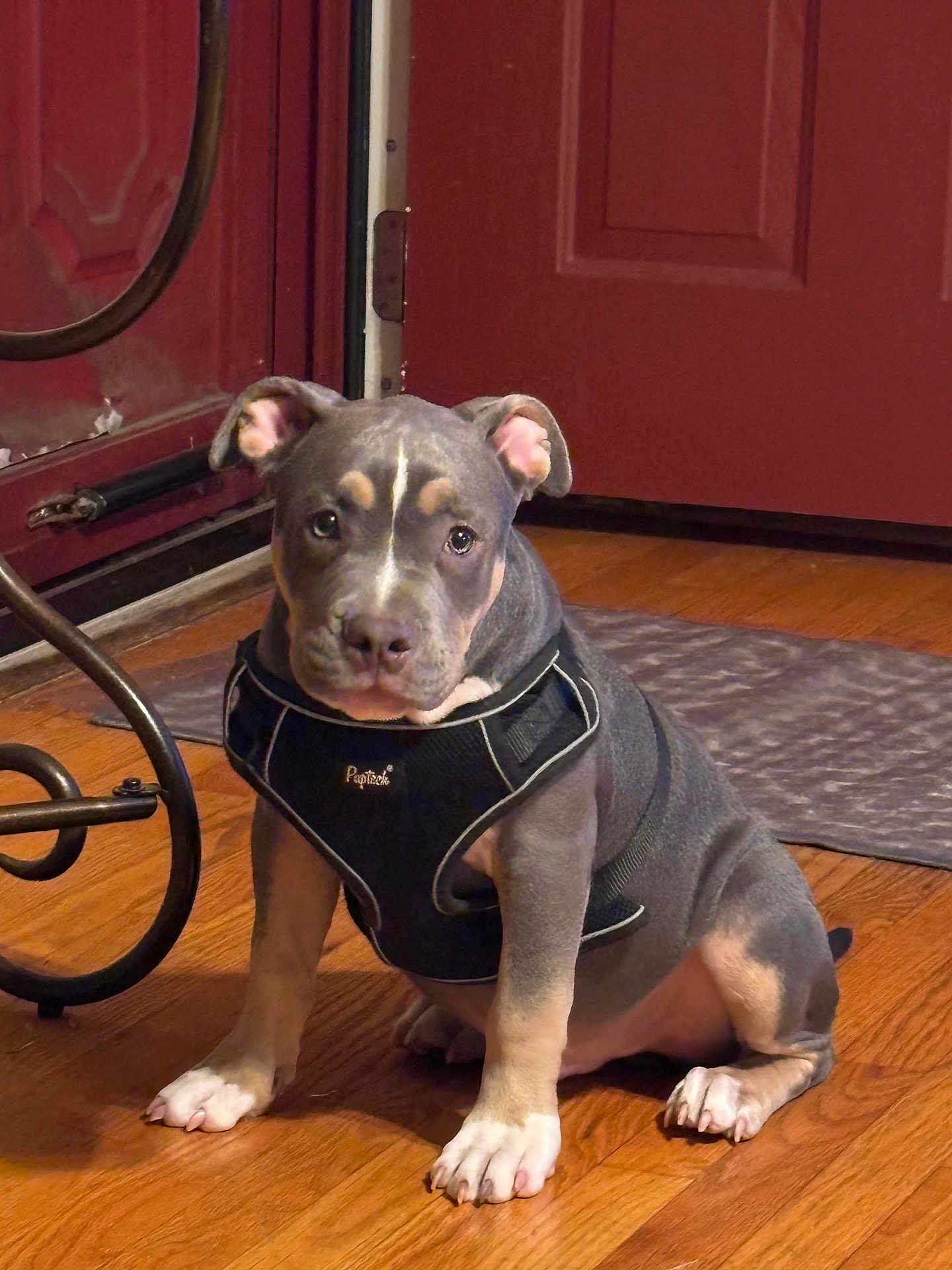 Oreo is registered to the contest to win money with this photo: puppy, dog, indoor, floor, harness, wooden_floor, pet, young_dog, looking, sitting, brown, black, white_paws, door, mat, furniture, canine, companion, animal, cute