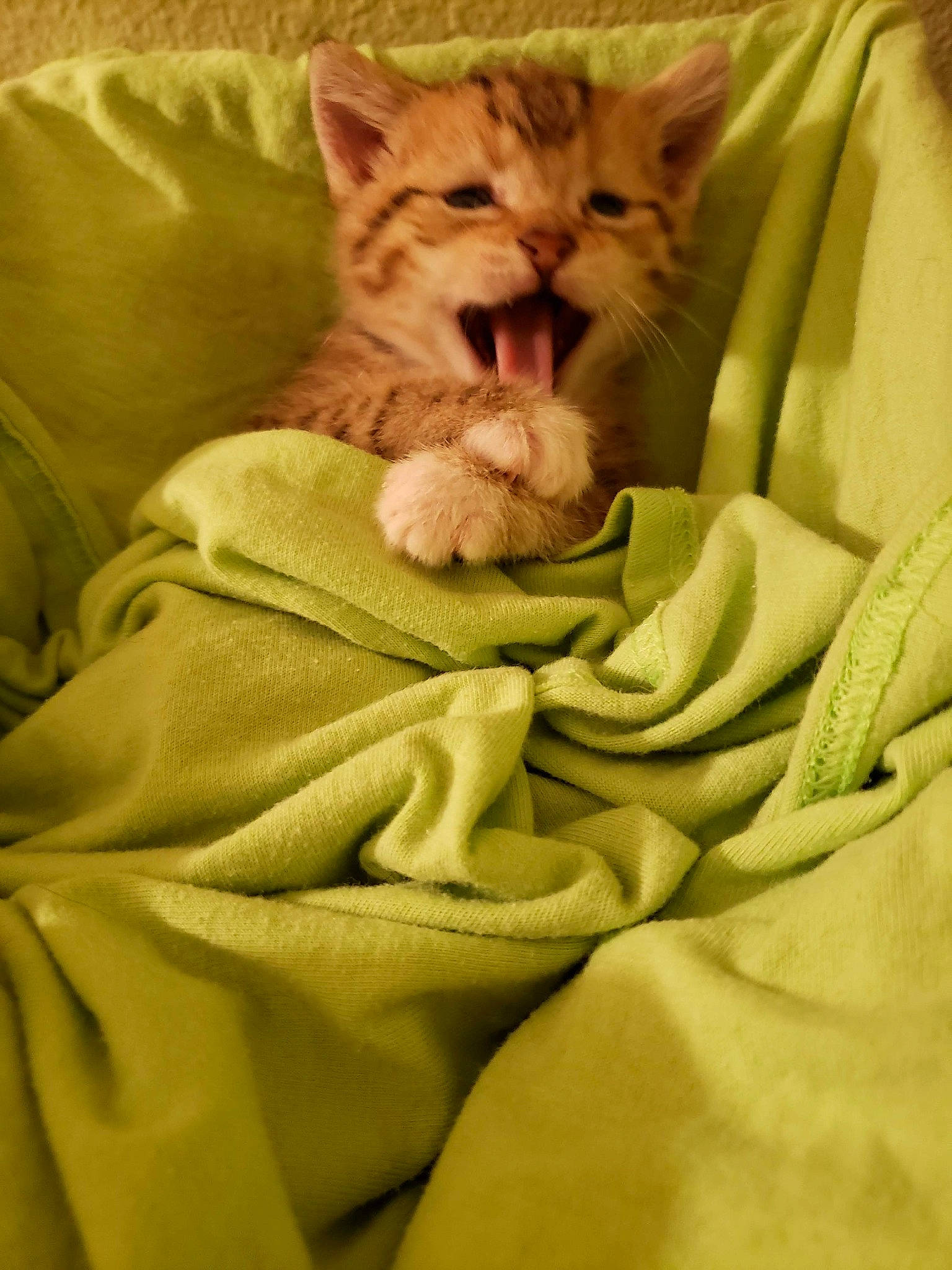 Ponyo joined the competition — help win amazing prizes! bed, bed_sheet, bedding, carnivore, cat, claw, comfort, domestic_short_haired_cat, felidae, fur, linens, nap, paw, sleep, small_to_medium_sized_cats, snout, tail, textile, whiskers, yawn