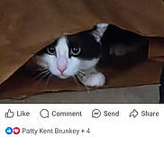 Broccolli joined the competition — help win amazing prizes! animal, black_and_white, brown, cat, close_up, curious, cute, eyes, face, feline, floor, hidden, indoor, mischievous, paper_bag, paws, peeking, pet, playful, whiskers