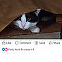 animal, black_and_white, brown, cat, close_up, curious, cute, eyes, face, feline, floor, hidden, indoor, mischievous, paper_bag, paws, peeking, pet, playful, whiskers