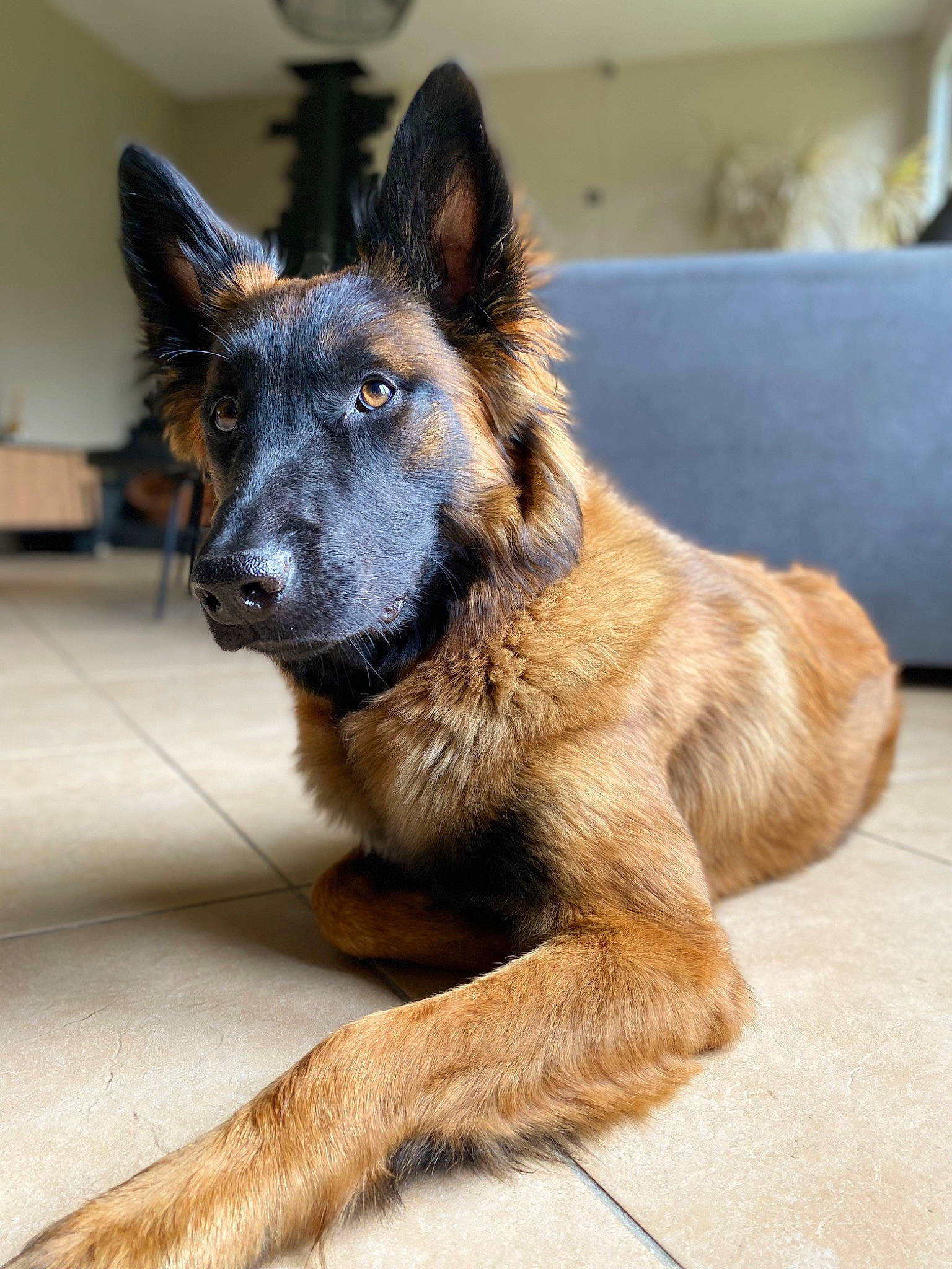 Taÿka a rejoint le concours — aidez-le/la à gagner de superbes lots ! balance, canidae, carnivore, companion_dog, couch, dog, dog_breed, east_european_shepherd, fur, german_shepherd_dog, guard_dog, herding_dog, king_shepherd, old_german_shepherd_dog, snout, sporting_group, terrestrial_animal, working_animal, working_dog