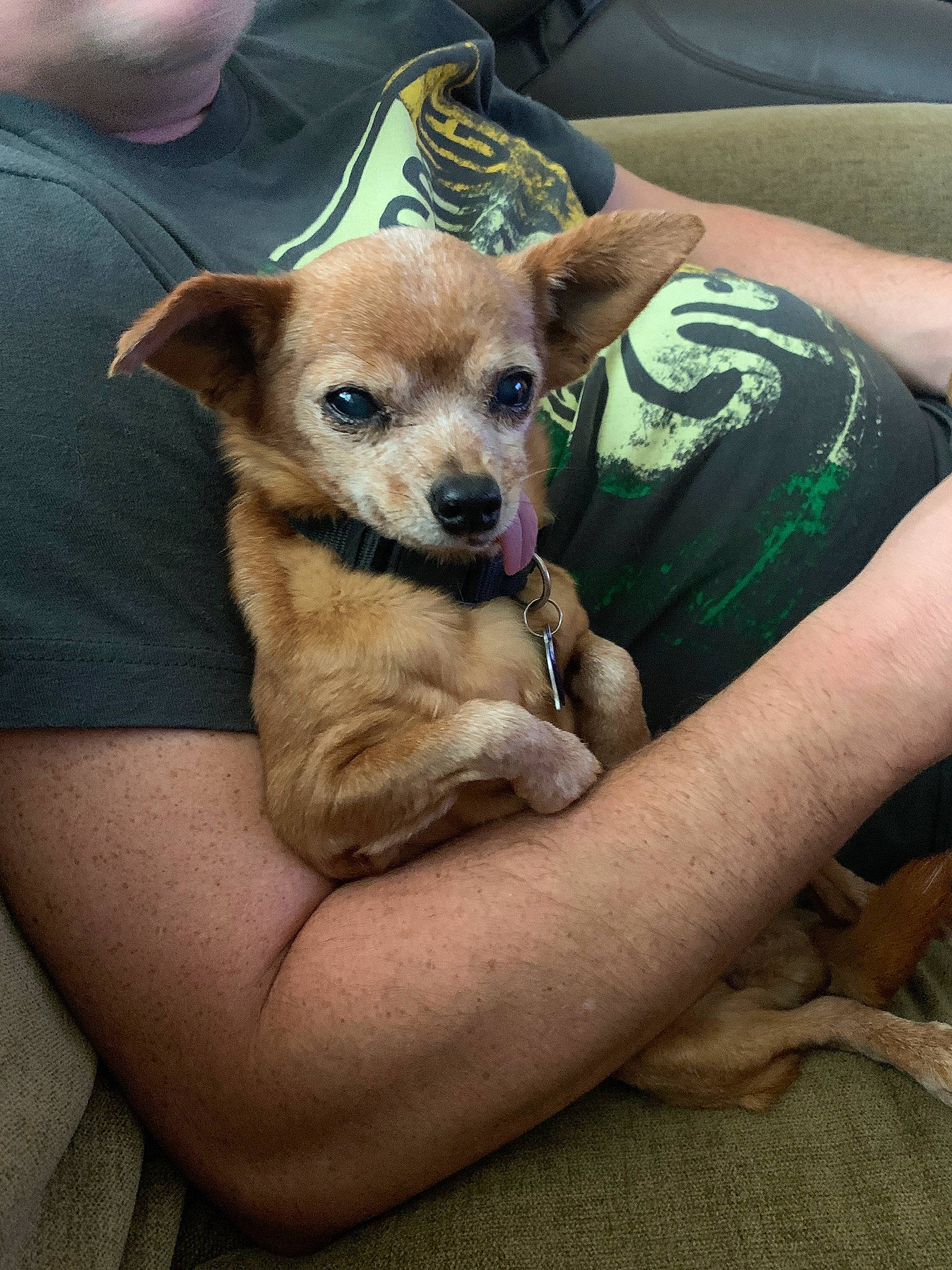 Fergie is registered to the contest to win money with this photo: active_shirt, canidae, carnivore, chihuahua, comfort, companion_dog, dog, dog_breed, dog_supply, fawn, human, muscle, non_sporting_group, puppy, skin, snout, sporting_group, toy_dog, whiskers, working_animal