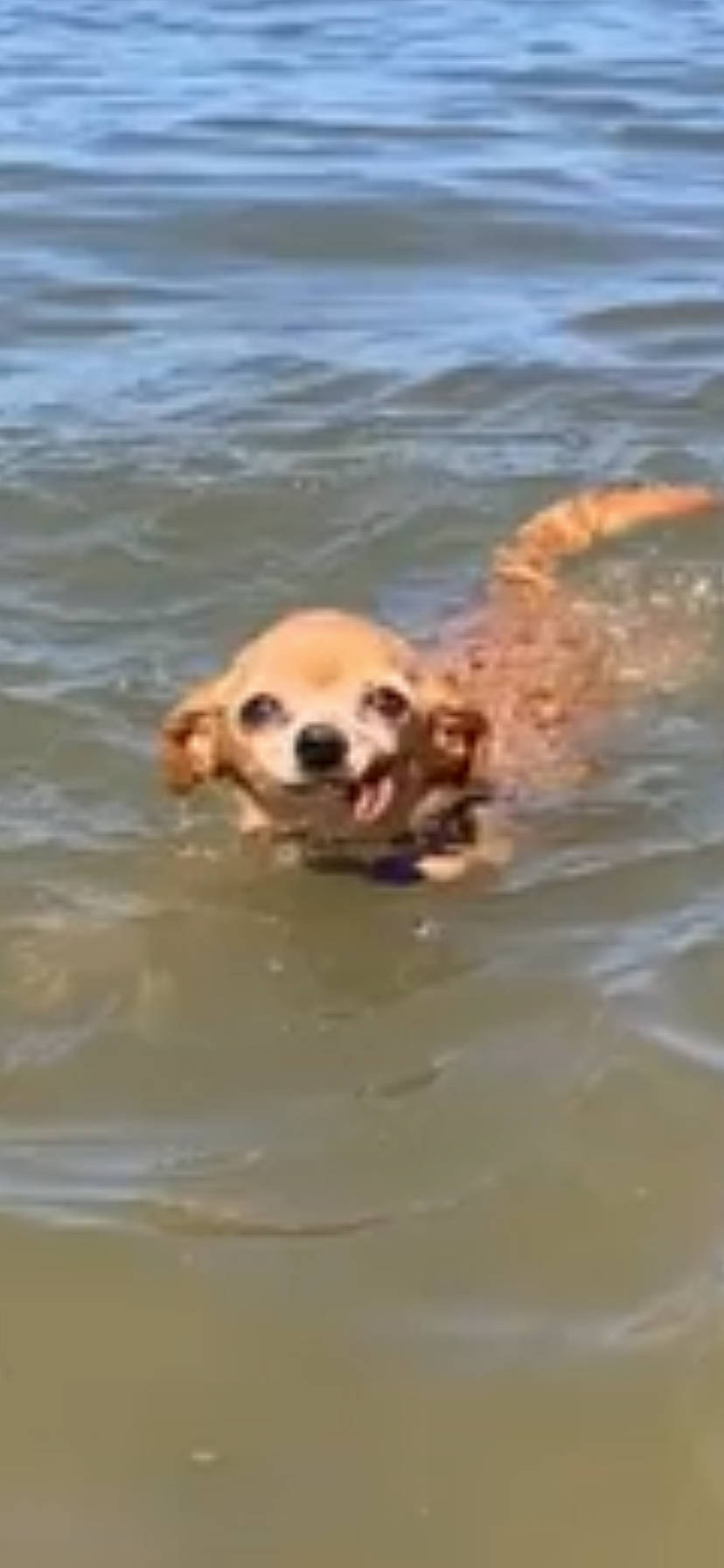 Fergie joined the competition — help win amazing prizes! atmosphere, body_of_water, carnivore, dog, dog_breed, fluid, liquid, mammal, morning, nature, organism, snout, summer, vertebrate, water, water_resources, watercourse, working_animal, world, yellow