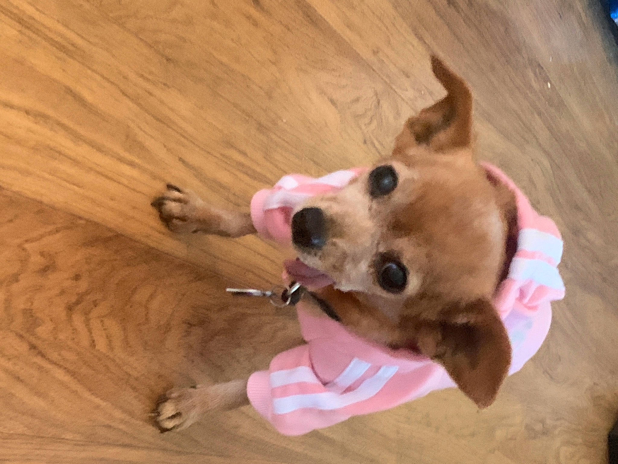 Fergie is registered to the contest to win money with this photo: canidae, carnivore, collar, dog, dog_breed, dog_supply, fawn, hardwood, hunting_dog, laminate_flooring, pet_supply, plywood, sand, snout, sporting_group, tan, wood, wood_flooring, wood_stain, working_animal