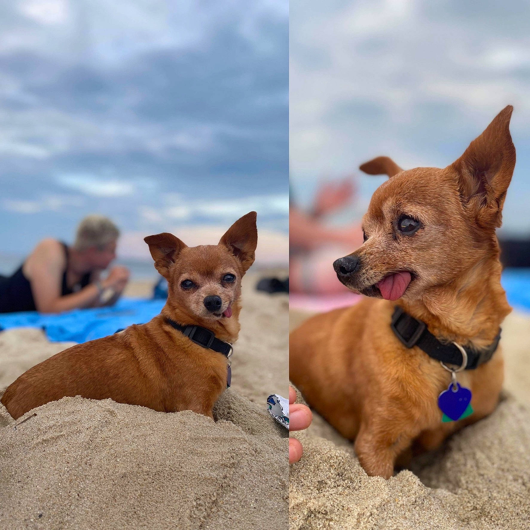 Fergie joined the competition — help win amazing prizes! canidae, carnivore, chihuahua, collar, dog, dog_breed, dog_collar, dog_supply, fawn, leash, liver, mammal, non_sporting_group, pet_supply, sand, snout, sporting_group, working_animal