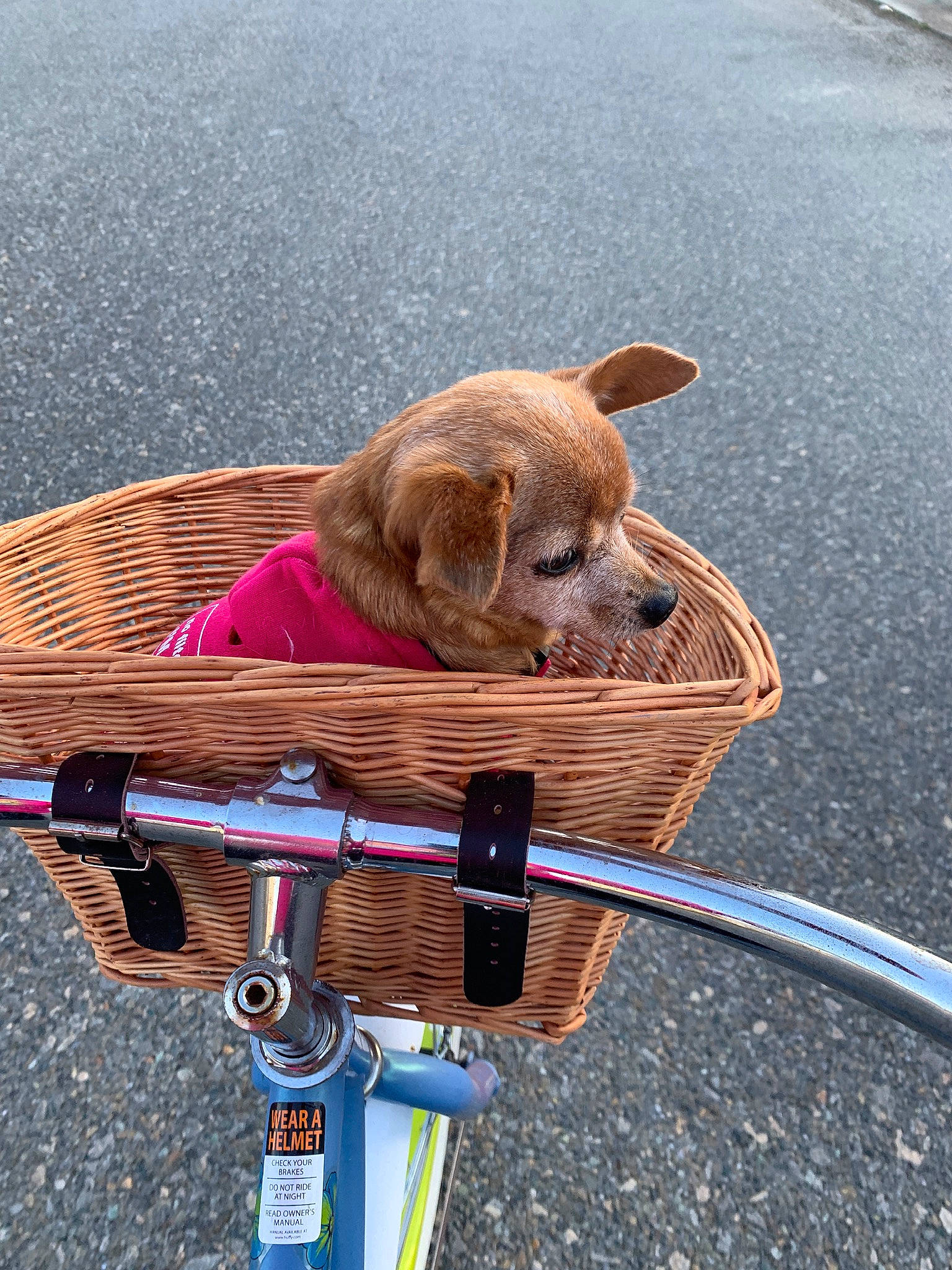 Fergie is registered to the contest to win money with this photo: bicycle, bicycle_accessory, bicycle_basket, bicycle_frame, bicycle_handlebar, bicycle_part, bicycle_saddle, bicycle_tire, bicycle_wheel, bicycle_wheel_rim, bicycles_equipment_and_supplies, canidae, carnivore, companion_dog, cycling, dog, dog_breed, liver, snout, sporting_group
