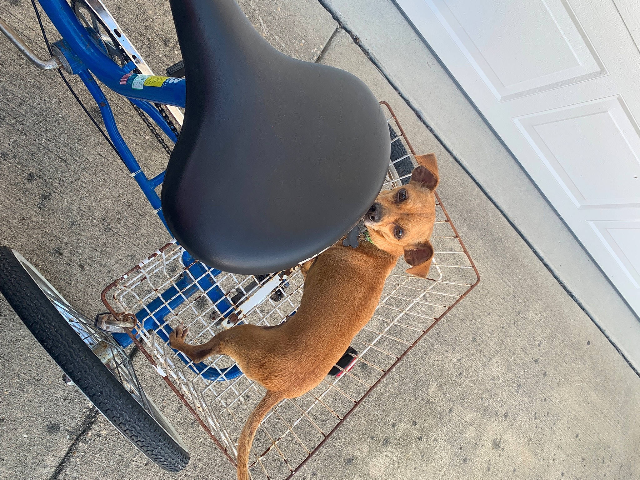 Rudy joined the competition — help win amazing prizes! canidae, carnivore, collar, companion_dog, dog, dog_breed, dog_supply, door, fawn, home_door, leash, pet_supply, shadow, snout, sporting_group, tail