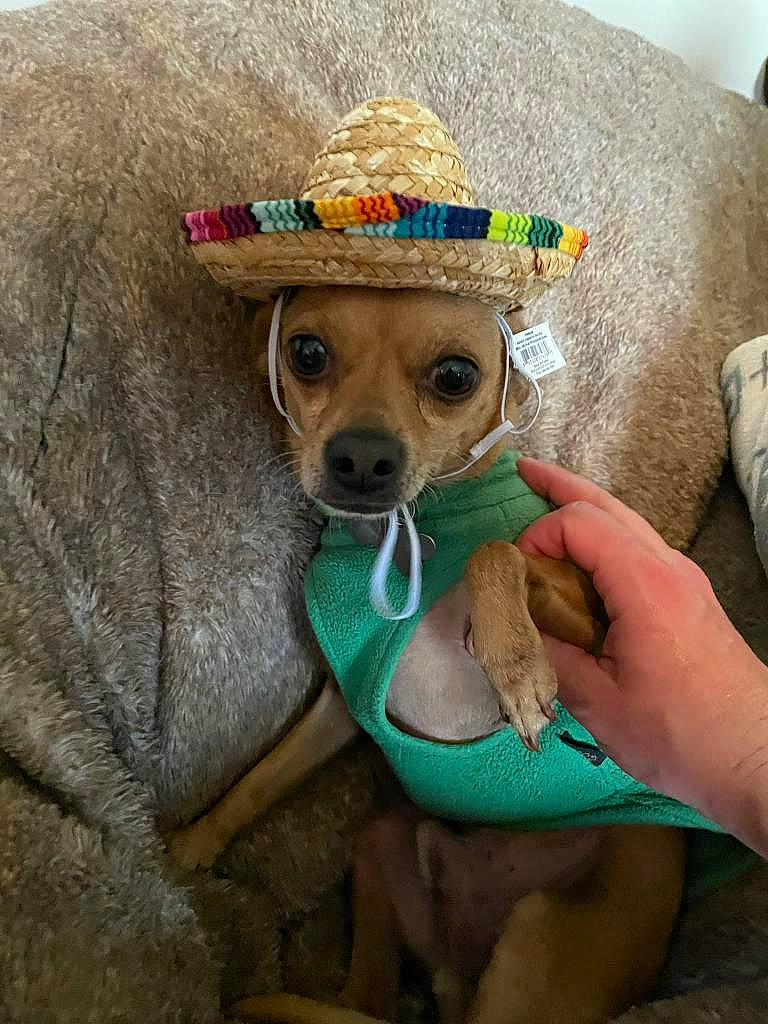 Rudy is registered to the contest to win money with this photo: canidae, carnivore, collar, companion_dog, costume_accessory, costume_hat, dog, dog_breed, dog_clothes, dog_collar, dog_supply, fawn, hat, pet_supply, pillow, snout, sporting_group, sun_hat, toy_dog, working_animal