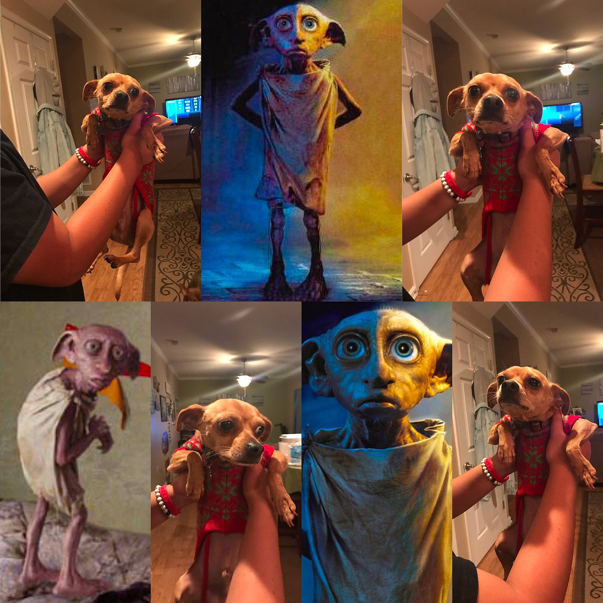 Rudy joined the competition — help win amazing prizes! animation, art, bracelet, camera, cameras_optics, collage, dog_breed, hand, human, humour, mask, photographer, skeleton, toy, visual_arts
