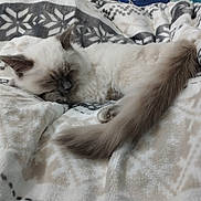 Mia participe au concours pour gagner de l'argent avec cette photo : cat, sleeping, fluffy, blanket, cozy, indoor, pet, fur, tail, resting, cute, mammal, animal, comfort, domestic, relaxation, bed, soft, patterned, quiet