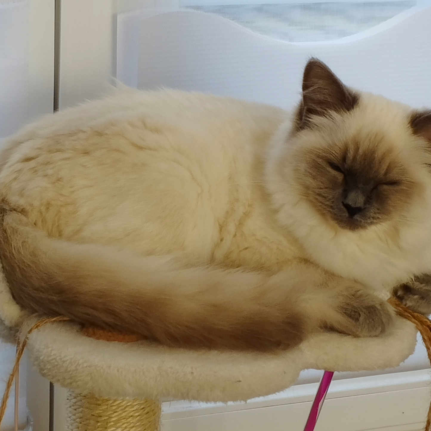 Mia participe au concours pour gagner de l'argent avec cette photo : brown_color, cat, closeup, cozy, cream_color, cute, domestic_cat, feline, fluffy, fur, indoor, natural_light, paw, perch, pet, relaxed, resting, sleeping, tail, window