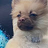 animal, canine, closeup, cute, dog, domestic_animal, ears, expression, face, fluffy, fur, nose, outdoor, pet, pomeranian, portrait, puppy, small_dog, whiskers, young