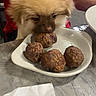 Kratos Bear Flores joined the competition — help win amazing prizes! animal, brown, closeup, curious, dining, dog, fluffy, food, fork, indoor, kitchen, meal, meatballs, napkin, person, pet, plate, red_shirt, sniffing, table
