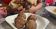 Kratos Bear Flores joined the competition — help win amazing prizes! blurred_background, curious, cute, dining, dog, face, food, fur, glasses, hand, holding, indoor, meatballs, person, pet, plate, puppy, red_shirt, restaurant, table