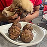 blurred_background, curious, cute, dining, dog, face, food, fur, glasses, hand, holding, indoor, meatballs, person, pet, plate, puppy, red_shirt, restaurant, table
