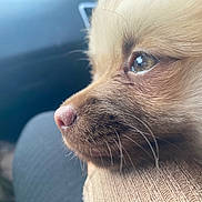Kratos Bear Flores is registered to the contest to win money with this photo: animal, brown, calm, close_up, cozy, cute, dog, eye, fluffy, fur, indoors, knitted, nose, pet, portrait, resting, side_profile, soft_light, texture, whiskers