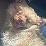 Kratos Bear Flores joined the competition — help win amazing prizes! animal, canine, closeup, cute, dog, ears, face, fluffy, fur, happy, indoors, light_brown, nose, pet, relaxed, resting, sleeping, smiling, sunlight, whiskers