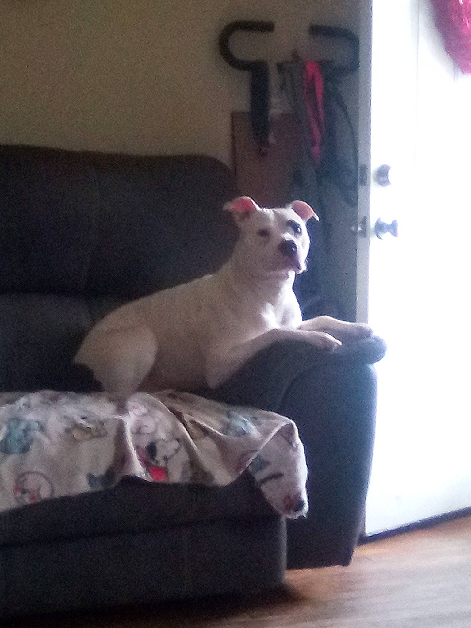 Willow joined the competition — help win amazing prizes! canidae, carnivore, comfort, companion_dog, couch, dog, dog_breed, fawn, felidae, flooring, grey, hardwood, magenta, room, small_to_medium_sized_cats, sporting_group, tail, tints_and_shades, whiskers, wood