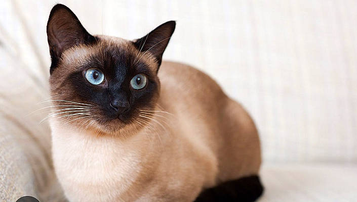 Sasha is registered to the contest to win money with this photo: balinese, birman, carnivore, cat, fawn, felidae, fur, siamese, small_to_medium_sized_cats, terrestrial_animal, thai, whiskers, wildlife