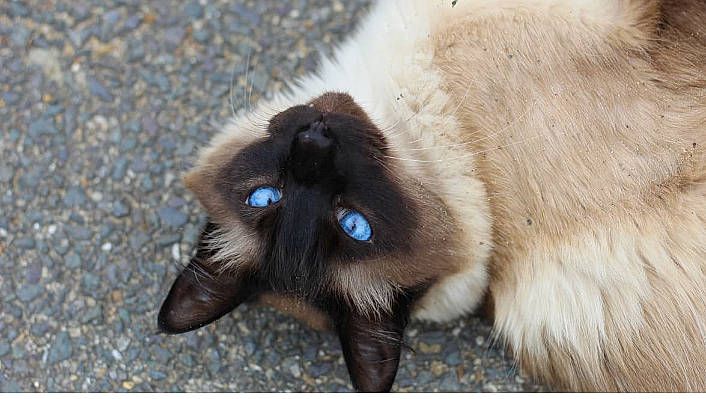 Sasha is registered to the contest to win money with this photo: carnivore, cat, claw, dog_breed, electric_blue, fawn, felidae, fur, liver, paw, siamese, small_to_medium_sized_cats, snout, terrestrial_animal, whiskers, wildlife