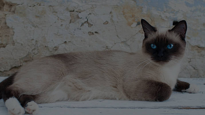 Sasha is registered to the contest to win money with this photo: birman, carnivore, cat, fawn, felidae, fur, paw, siamese, small_to_medium_sized_cats, terrestrial_animal, whiskers