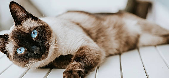 Sasha is registered to the contest to win money with this photo: carnivore, cat, comfort, domestic_short_haired_cat, fawn, felidae, fur, iris, siamese, small_to_medium_sized_cats, snout, tail, terrestrial_animal, whiskers