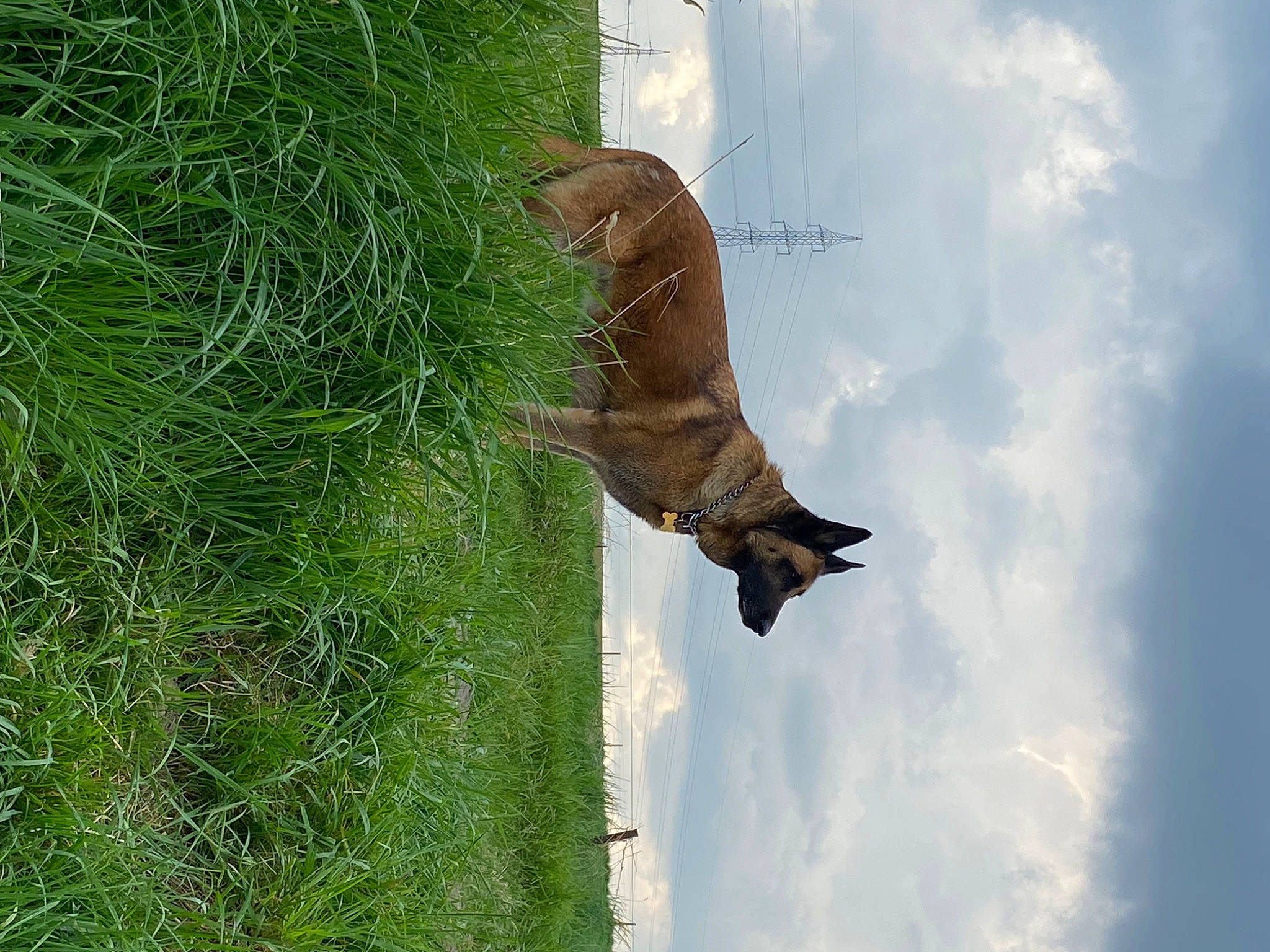 Fox a rejoint le concours — aidez-le/la à gagner de superbes lots ! accipitriformes, bat, beak, cloud, cumulus, fawn, grass, grassland, pasture, plant, rock, sky, sporting_group, tail, terrestrial_animal, tree, trunk, wildlife, wing, wood