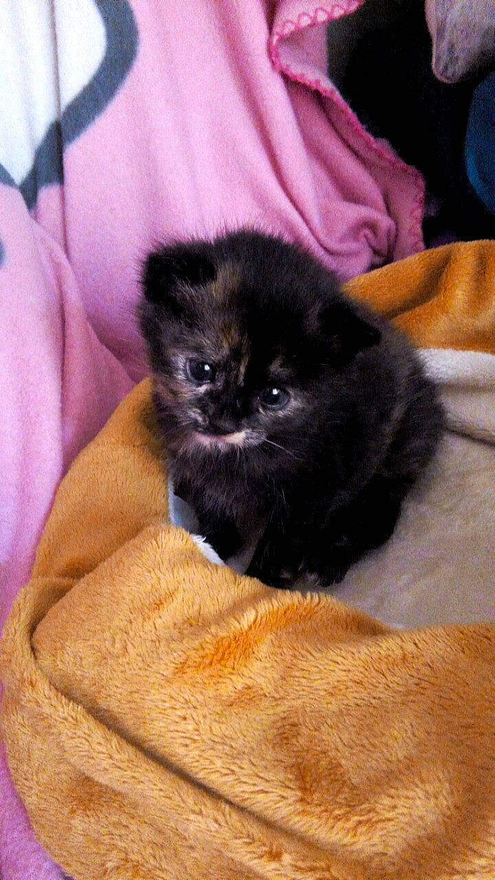 Wyddy participe au concours pour gagner de l'argent avec cette photo : canidae, carnivore, cat, comfort, companion_dog, dog_breed, fawn, felidae, fur, small_to_medium_sized_cats, snout, terrestrial_animal, toy_dog, whiskers, working_animal