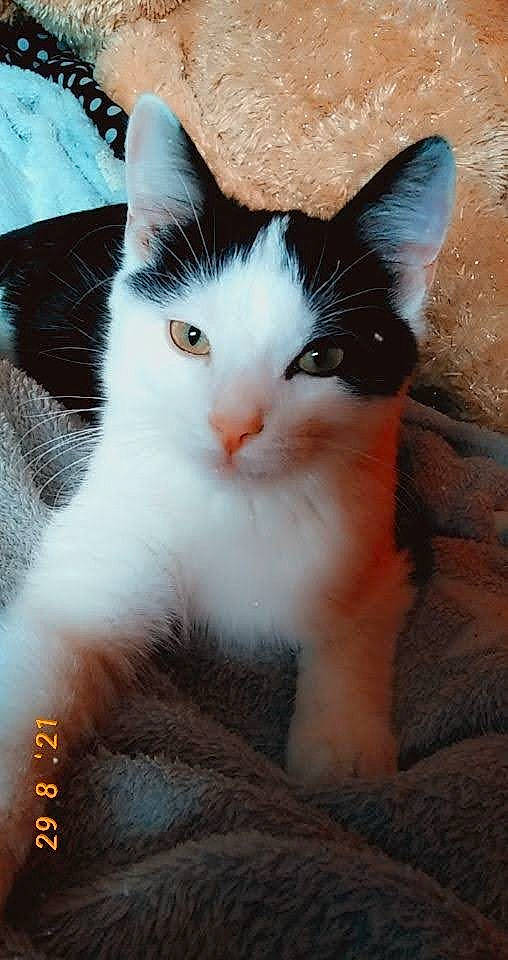 Salto a rejoint le concours — aidez-le/la à gagner de superbes lots ! art, carnivore, cat, claw, domestic_short_haired_cat, eye, felidae, foot, fur, hair, head, iris, leg, paw, sitting, small_to_medium_sized_cats, snout, tail, tree, whiskers