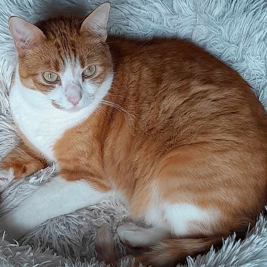 Tigrou participe au concours pour gagner de l'argent avec cette photo : abyssinian, angora, animal, canine, cat, couch, cushion, dog, dogbed, furniture, hardwood, homedecor, indoors, kitten, manx, person, pet, photography, sleeping, wood