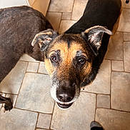 Murray is registered to the contest to win money with this photo: dog, canine, pet, brown, black, floor, tile, indoor, animal, looking_up, ears, snout, fur, paw, companion, domestic, friendly, curious, two_dogs, human_foot
