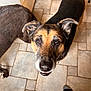 dog, canine, pet, brown, black, floor, tile, indoor, animal, looking_up, ears, snout, fur, paw, companion, domestic, friendly, curious, two_dogs, human_foot