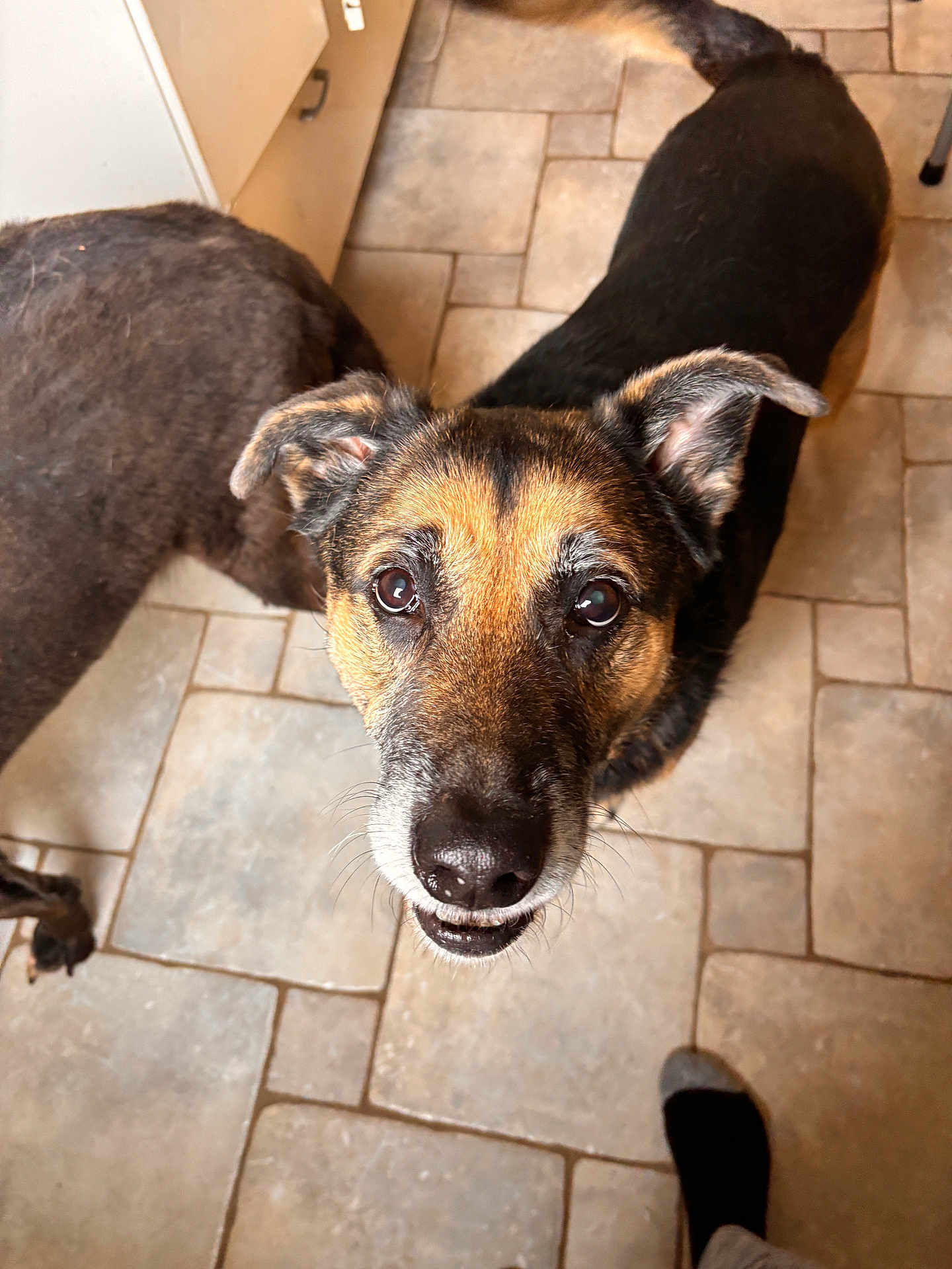 Murray is registered to the contest to win money with this photo: dog, canine, pet, brown, black, floor, tile, indoor, animal, looking_up, ears, snout, fur, paw, companion, domestic, friendly, curious, two_dogs, human_foot