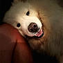 Olenka participe au concours pour gagner de l'argent avec cette photo : animal, closeup, companion, cozy, cute, dark_background, dog, face, fluffy, friendly, happy, human, indoor, legs, nose, pet, resting, smiling, teeth, white_dog