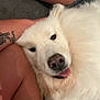 animal, close_up, companion, couch, cozy, dog, domestic_animal, face_closeup, fluffy, friendly, fur, human_arm, human_leg, indoors, pet, relaxed, snout, tattoo, tongue_out, white_dog