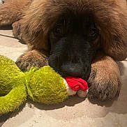 Akyra participe au concours pour gagner de l'argent avec cette photo : puppy, dog, toy, plush_toy, floor, tile, brown, black_snout, cute, pet, animal, lying_down, indoor, closeup, soft, fur, paws, playful, resting, adorable