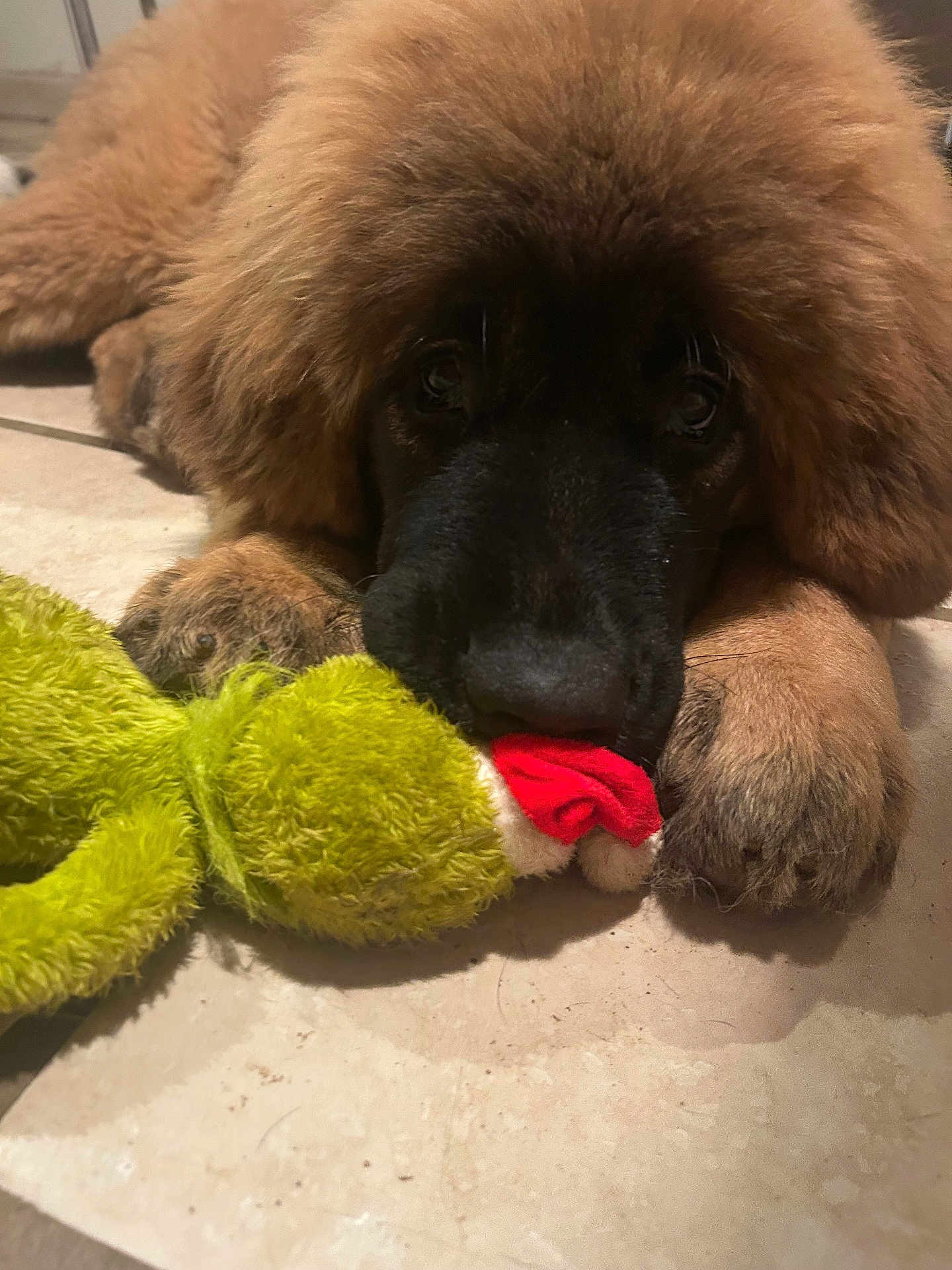 Akyra participe au concours pour gagner de l'argent avec cette photo : puppy, dog, toy, plush_toy, floor, tile, brown, black_snout, cute, pet, animal, lying_down, indoor, closeup, soft, fur, paws, playful, resting, adorable