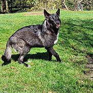 Arrow a rejoint le concours — aidez-le/la à gagner de superbes lots ! dog, black_dog, grass, outdoor, animal, pet, canine, sunlight, nature, happy, tongue_out, standing, fur, ears, tail, tree, daytime, park, playful, muzzle