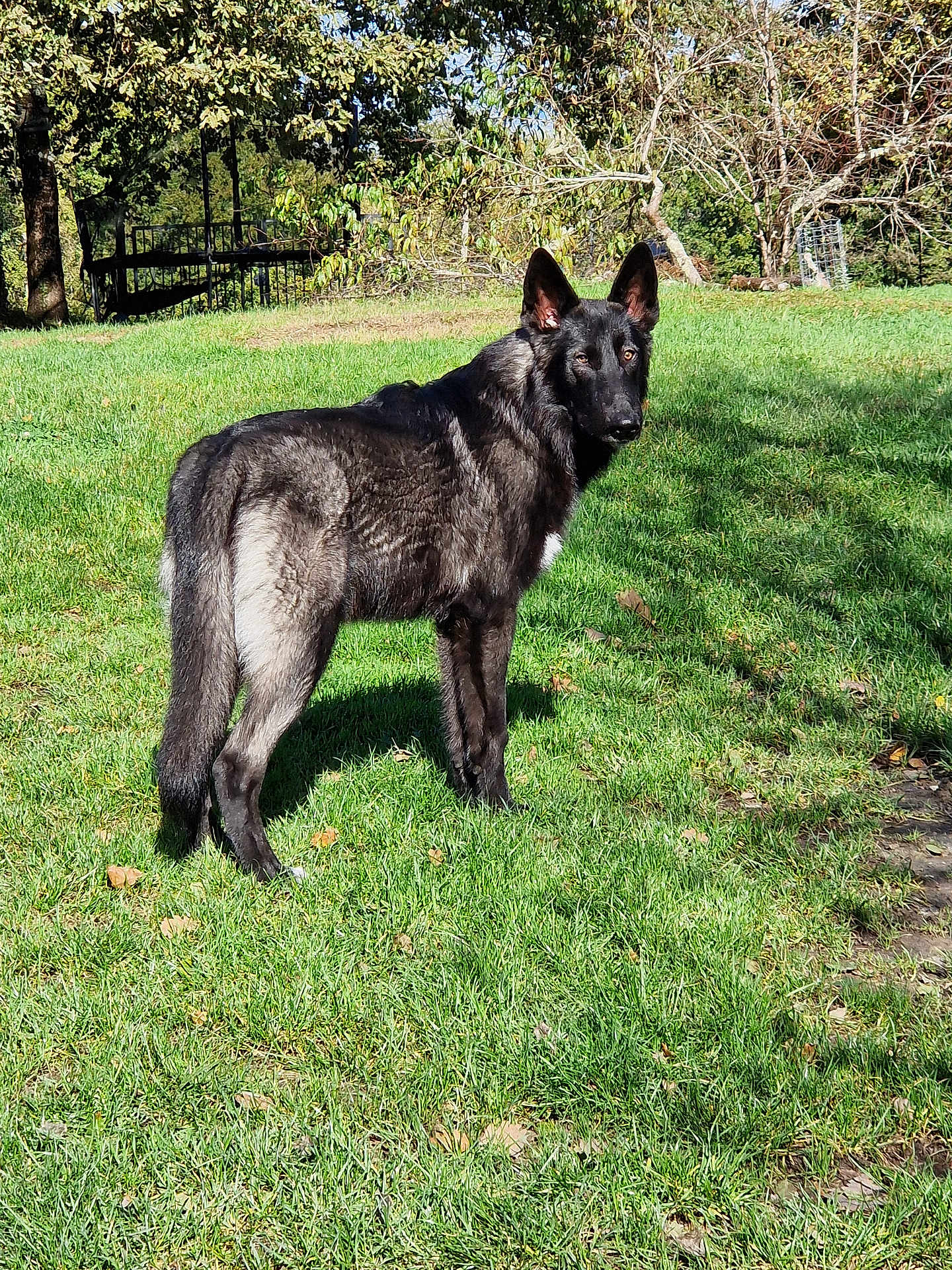 Arrow participe au concours pour gagner de l'argent avec cette photo : dog, black_dog, outdoor, grass, sunlight, animal, pet, canine, nature, tree, fence, alert, standing, fur, leafy, park, daytime, watchful, mammal, backyard