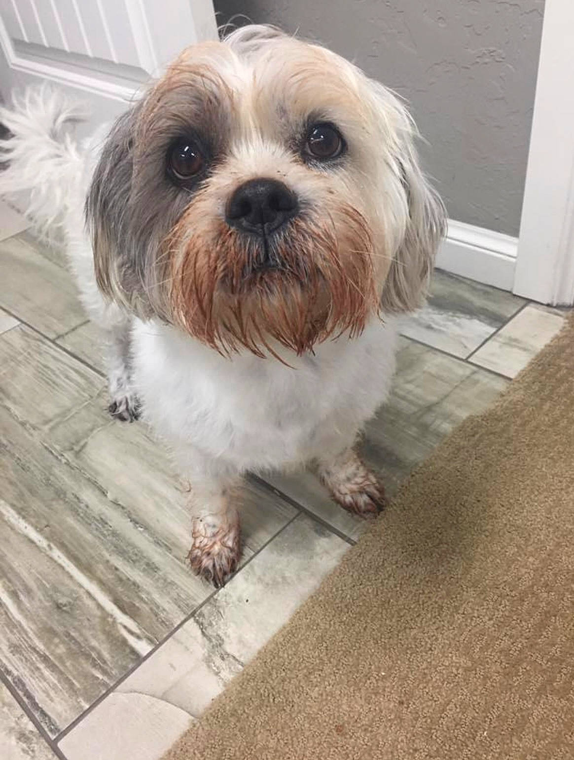 Abigail is registered to the contest to win money with this photo: canidae, carnivore, companion_dog, dog, dog_breed, flooring, fur, hardwood, liver, mal_shi, maltepoo, road_surface, shih_tzu, small_terrier, snout, sporting_group, terrier, toy_dog, wood, working_animal