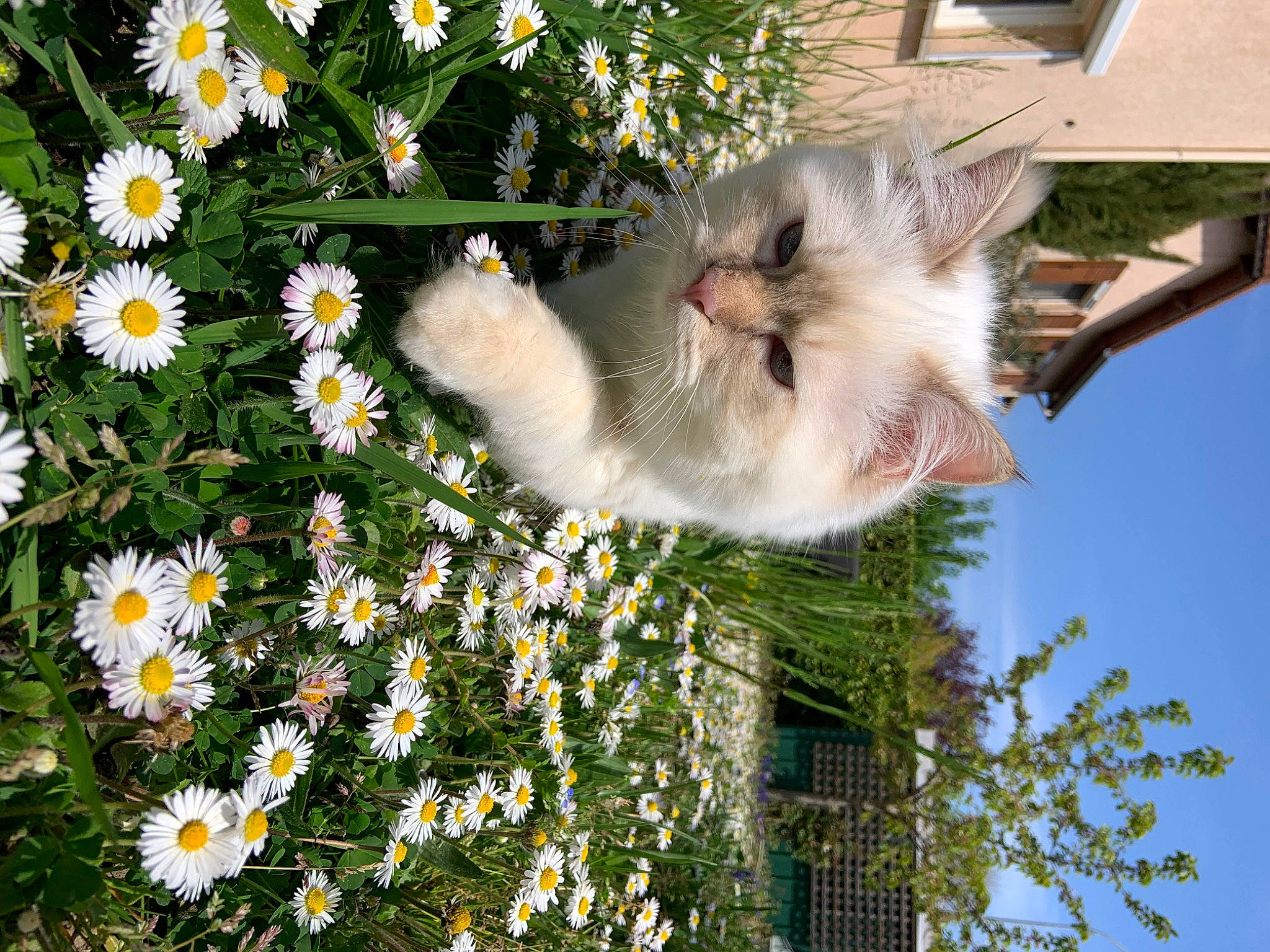 Sandro participe au concours pour gagner de l'argent avec cette photo : annual_plant, camomile, carnivore, cat, felidae, flower, flowering_plant, grass, groundcover, palm_tree, people_in_nature, petal, plant, shrub, small_to_medium_sized_cats, spring, tail, tree, vegetation, whiskers