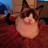 Nube is registered to the contest to win money with this photo: cat, pet, indoor, blanket, feline, fur, cute, animal, domestic, resting, face, ears, whiskers, bedroom, furniture, window, curtains, fan, soft, cozy