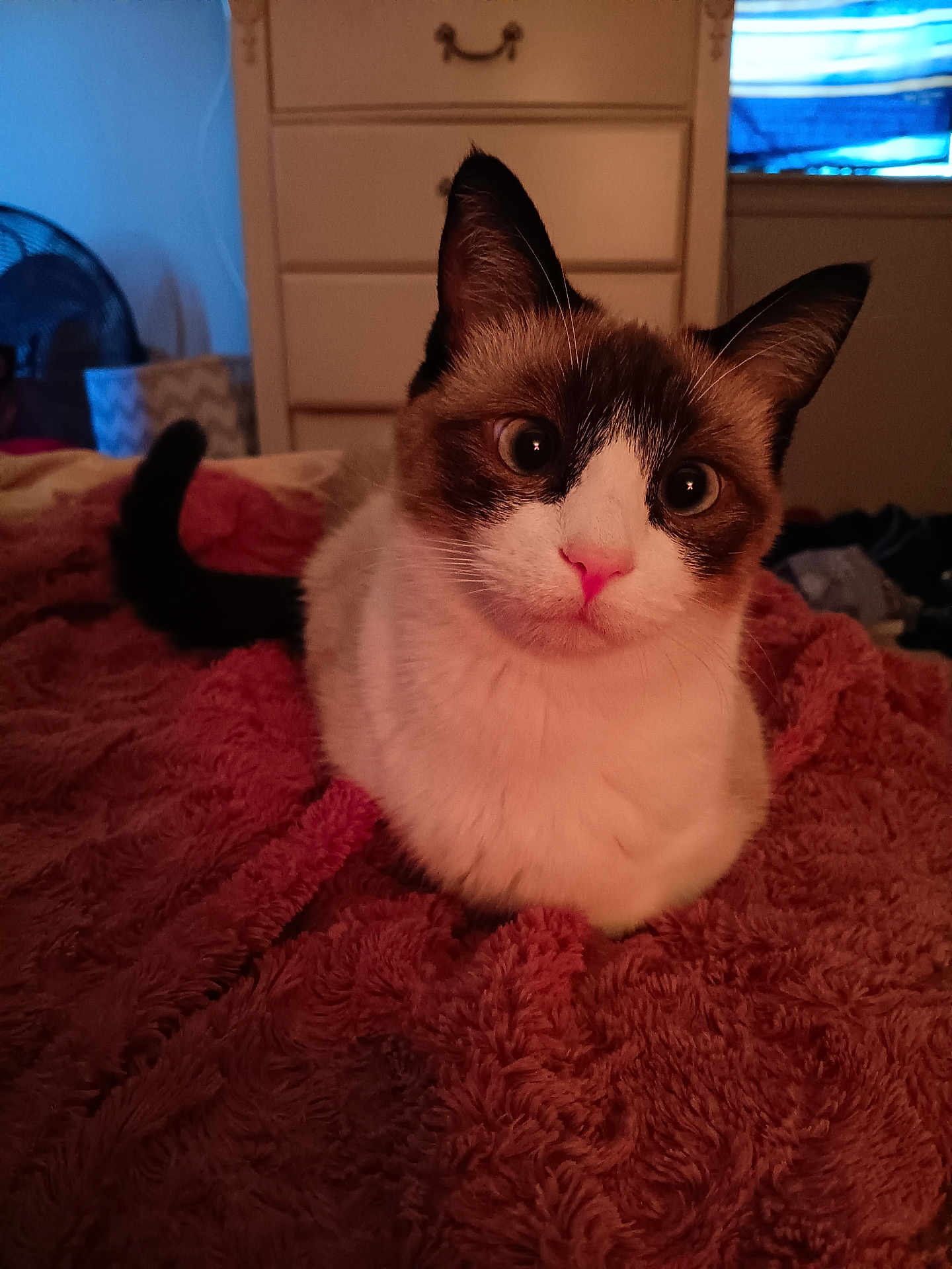 Nube is registered to the contest to win money with this photo: cat, pet, indoor, blanket, feline, fur, cute, animal, domestic, resting, face, ears, whiskers, bedroom, furniture, window, curtains, fan, soft, cozy