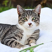 Chatty Kathy joined the competition — help win amazing prizes! cat, tabby_cat, pet, feline, green_eyes, whiskers, ears, portrait, close_up, lying_down, blanket, outdoor, grass_background, paws, fur, stripes, relaxed, looking_at_camera, cute, domestic_animal